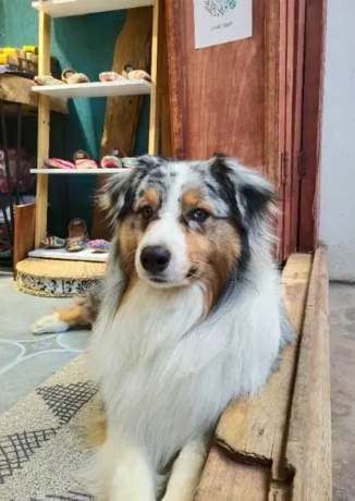 澳洲牧羊犬訓練 澳洲牧羊犬訓練