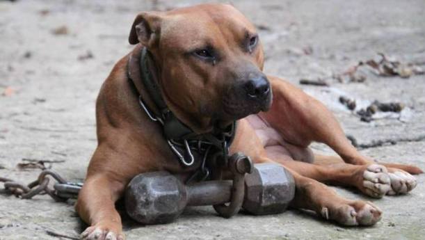 比特犬攻擊後果 比特犬攻擊後果