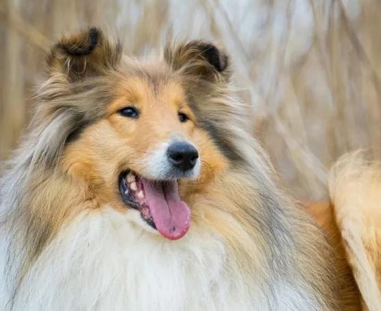 大型犬飼養 大型犬飼養