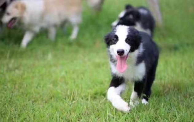 邊境牧羊犬澳洲牧羊犬差異 邊境牧羊犬澳洲牧羊犬差異