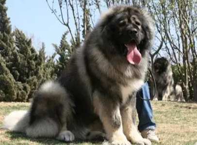 大型犬飼養注意事項 大型犬飼養注意事項