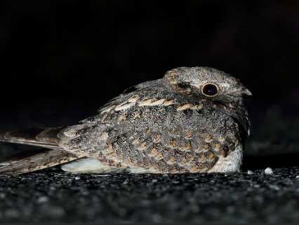 夜行性鳥類觀察 夜行性鳥類觀察