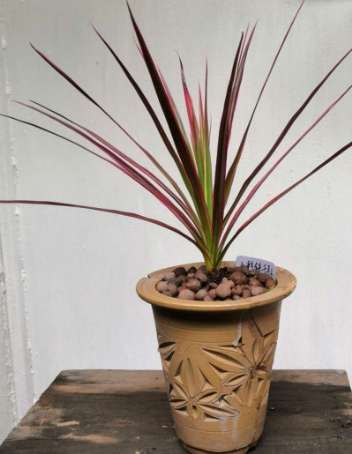 水培植物養護 水培植物養護
