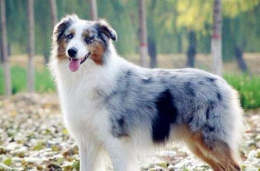 聰明犬種選擇 聰明犬種選擇