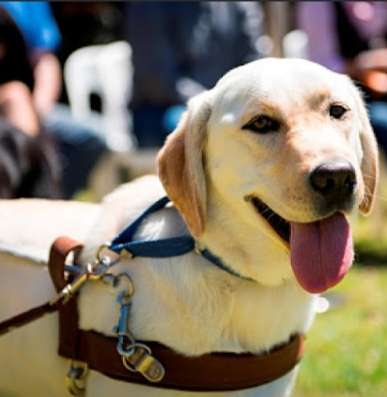 導盲犬訓練 導盲犬訓練