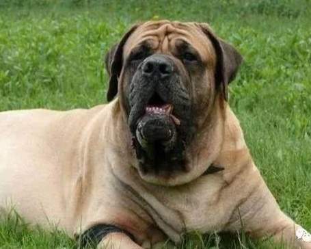 危險犬種飼養 危險犬種飼養