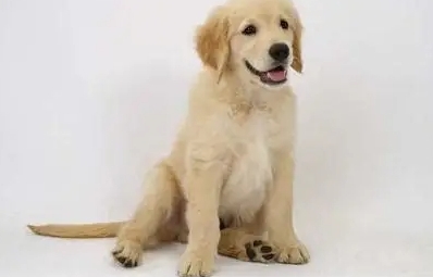 狗狗呼吸異常 狗狗呼吸異常