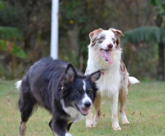 邊境牧羊犬澳洲牧羊犬差異 邊境牧羊犬澳洲牧羊犬差異