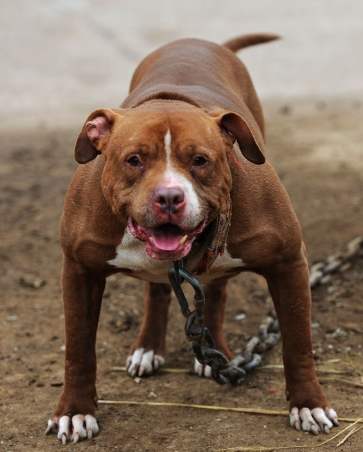 比特犬性格 比特犬性格