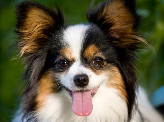 最佳寵物犬 最佳寵物犬