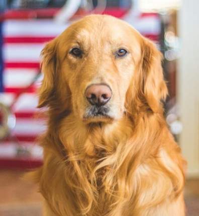最佳寵物犬 最佳寵物犬