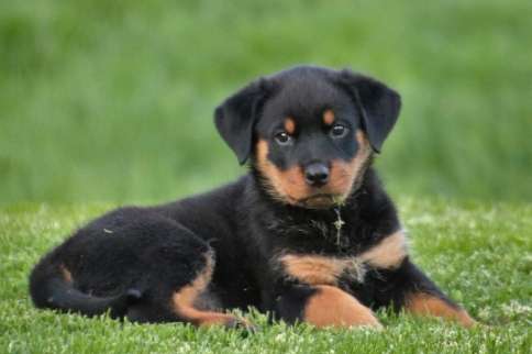長毛羅威納犬 長毛羅威納犬