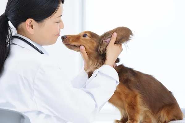 狗狗癲癇症狀 狗狗癲癇症狀