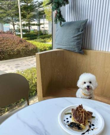狗狗室內樂園台北 狗狗室內樂園台北