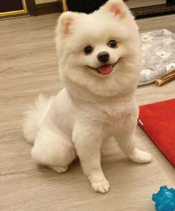 狗狗失禁護理 狗狗失禁護理