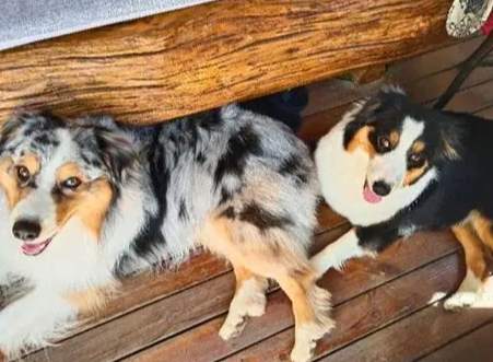 澳洲牧羊犬性格 澳洲牧羊犬性格