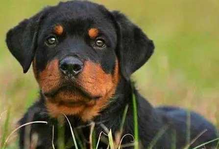 羅威納犬飼養 羅威納犬飼養