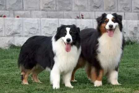 澳洲牧羊犬飼養 澳洲牧羊犬飼養