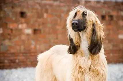 阿富汗獵犬美容技巧 阿富汗獵犬美容技巧