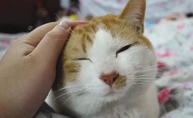 貓咪呼吸急促 貓咪呼吸急促