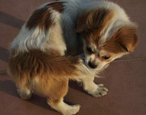 狗狗生病徵兆 狗狗生病徵兆