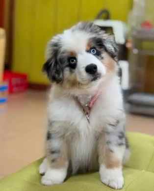 迷你美國牧羊犬體重表 迷你美國牧羊犬體重表