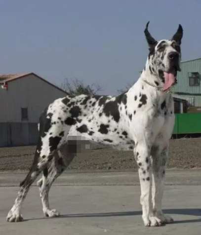 大型犬飼養注意事項 大型犬飼養注意事項