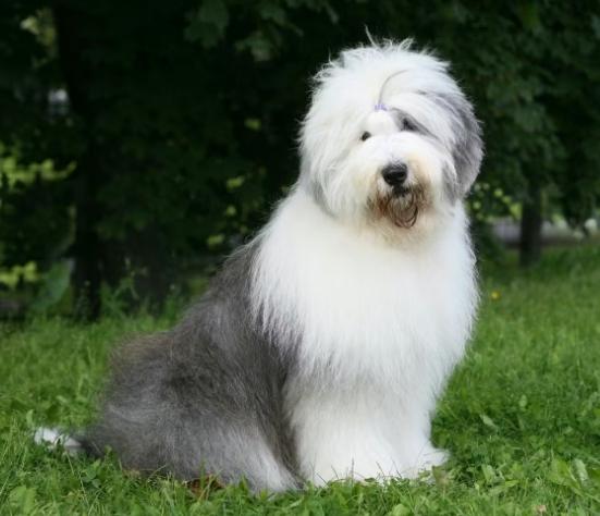 長毛犬美容 長毛犬美容