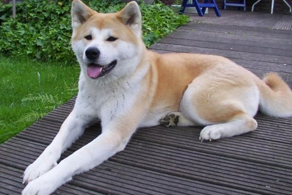 凶猛犬種排行 凶猛犬種排行