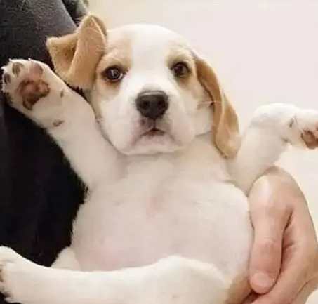 狗狗安全感不足 狗狗安全感不足