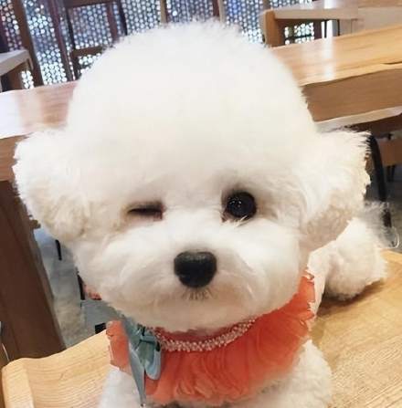 溫馴犬種 溫馴犬種