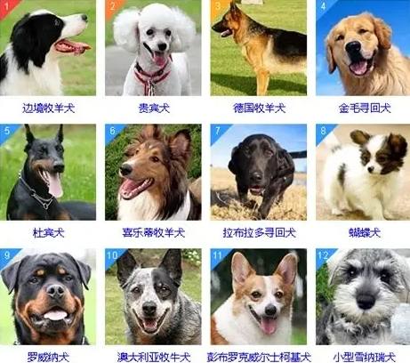 聰明狗品種 聰明狗品種