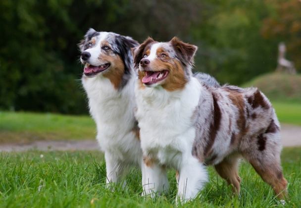 牧羊犬品種 牧羊犬品種