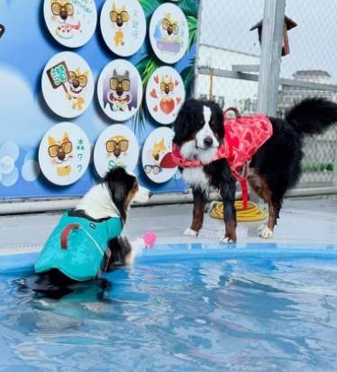 桃園寵物友善室內場所 桃園寵物友善室內場所