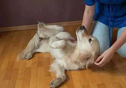 狗狗突然趴下原因 狗狗突然趴下原因