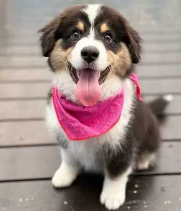 迷你美國牧羊犬體重標準 迷你美國牧羊犬體重標準