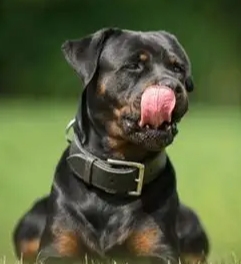 羅威納犬性格 羅威納犬性格