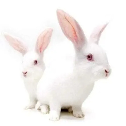 實驗動物科學入門 實驗動物科學入門