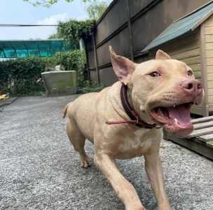 史大佛夏牛頭犬飼養 史大佛夏牛頭犬飼養