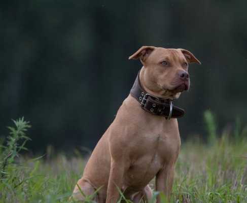 比特犬疼痛敏感 比特犬疼痛敏感