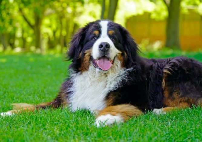 長毛犬美容 長毛犬美容
