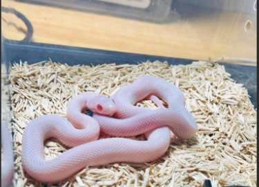 養蛇注意事項