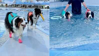 桃園寵物友善室內場所 桃園寵物友善室內場所