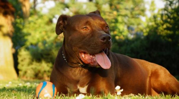 比特犬禁養 比特犬禁養