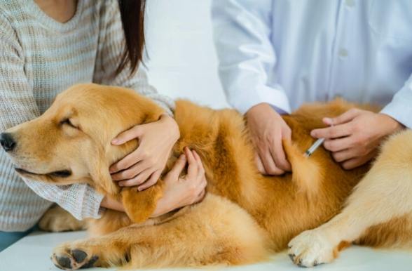 狗狗腎功能異常 狗狗腎功能異常