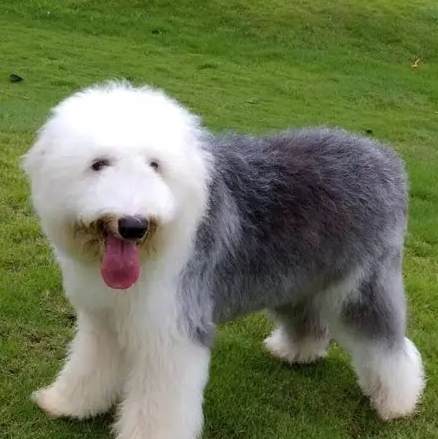 古代牧羊犬聰明度 古代牧羊犬聰明度