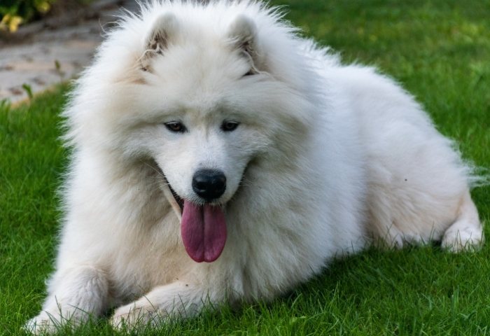 大型長毛犬品種 大型長毛犬品種