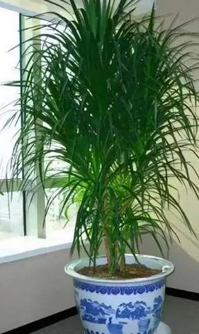 室內植物龍血樹 室內植物龍血樹