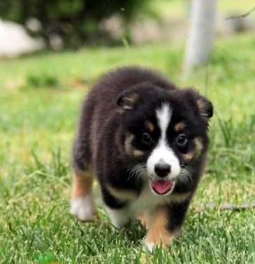 小型牧羊犬 小型牧羊犬