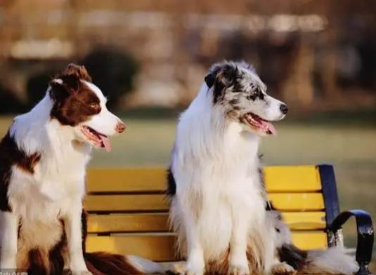 牧羊犬飼養指南 牧羊犬飼養指南